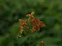 Epimedium Ellen Willmott